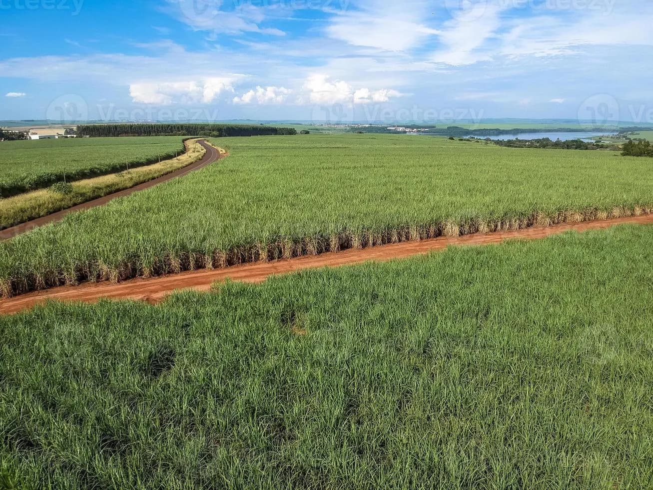 Cana-de-açúcar movimenta a economia e mantém Alta Mogiana entre as grandes regiões produtoras de São Paulo